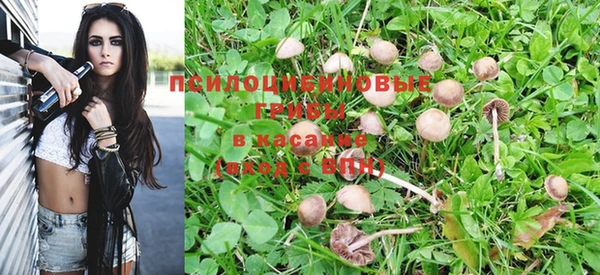 PSILOCYBIN Гусиноозёрск