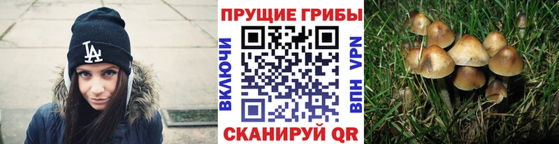 Галлюциногенные грибы Psilocybe  Дорогобуж 